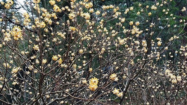 636�� �t�̎R�؂ƒ��̉ԁX 03_�~�c�}�^�̉�