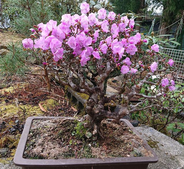 636�� �t�̎R�؂ƒ��̉ԁX 07_�L���V�}�̖~�͂��