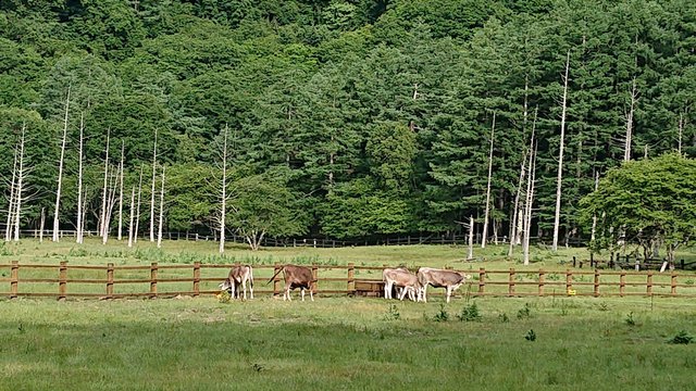 648号 5年ぶりに光徳牧場再開 01_5年ぶりの放牧風景