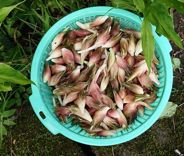 651号 (夏)旬の食材・茗荷の初収穫 01_茗荷初採り