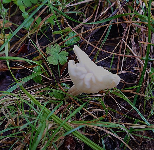 698�� ���n�Ƀm�{�������E�^�P���� 01_�m�{�������E�^�P1