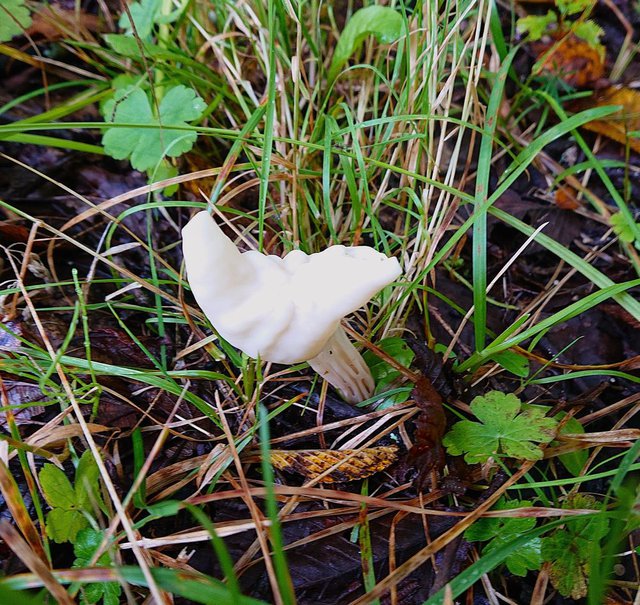 698�� ���n�Ƀm�{�������E�^�P���� 02_�m�{�������E�^�P2