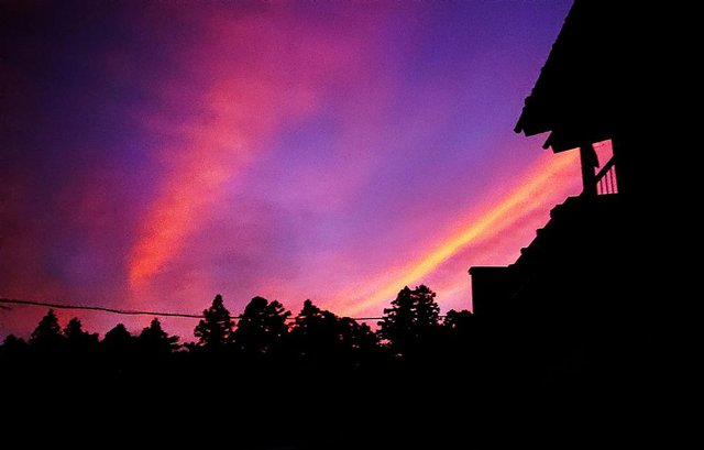 699�� �[�Ă��_�O�i 01_�[�锗��