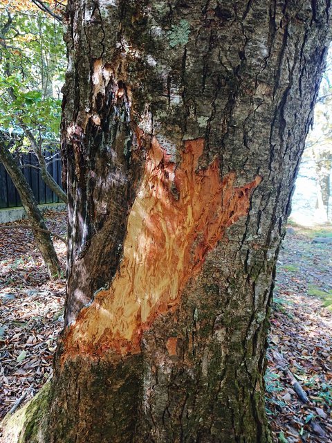 703 RƐFZȂ锪o 07_NN}̐HQ