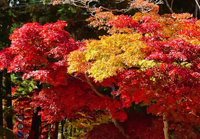 710�� �����̍g�t������H�y 02_�����Ō�̍ʂ�2