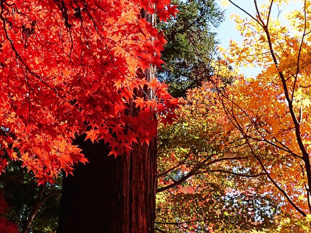 710�� �����̍g�t������H�y 03_���ؐ��ƍg�t1