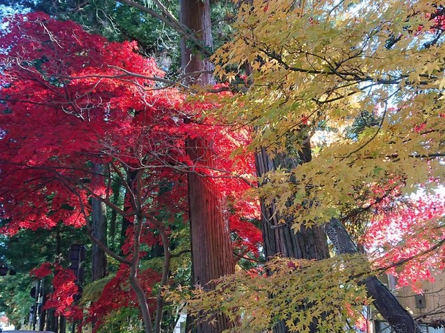 710�� �����̍g�t������H�y 04_���ؐ��ƍg�t2