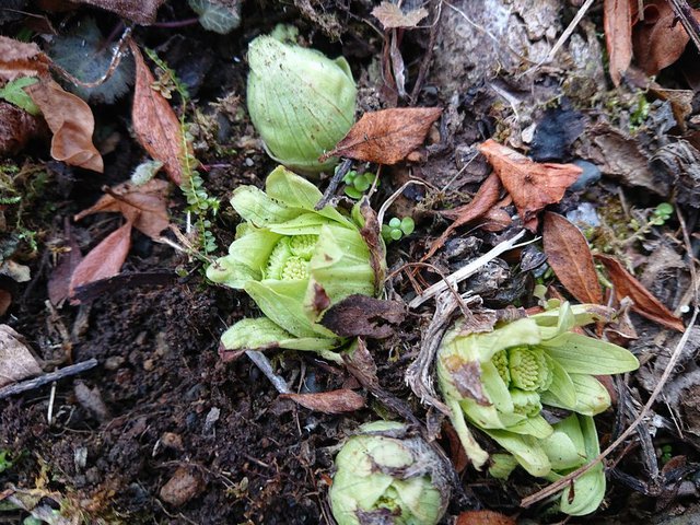 721�� ���X�̉��G�� 01_���t�̉萁��1