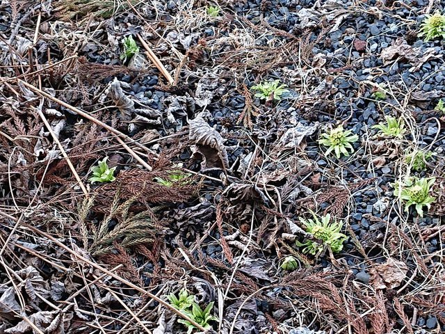 721�� ���X�̉��G�� 02_���t�̉萁��2