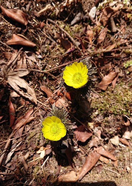 721�� ���X�̉��G�� 03_���t�̑���