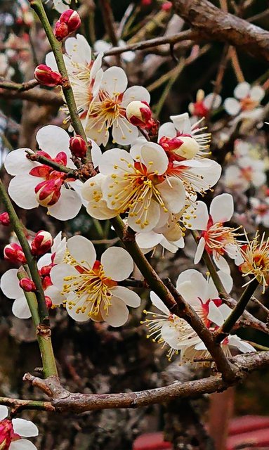 722�� �u�c��Ձv�y�q�Ɓu�F�N�Ձv�ɎQ�� 03_���J�ƂȂ�����~