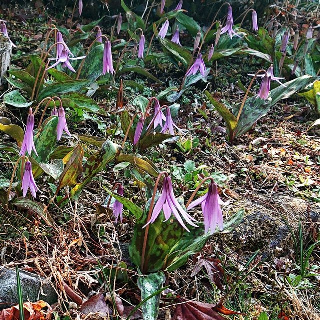 723�� �t�� ��ďt������ 03_�J�^�N��